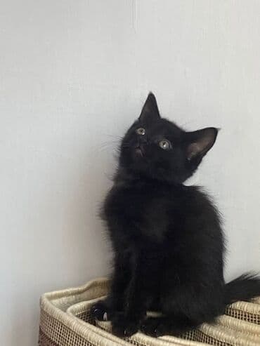 Мышыктар сатылат: Ангор, 10 айлык, Ургаачы, Ак, Лотокко барууга үйрөтүлгөн — 7