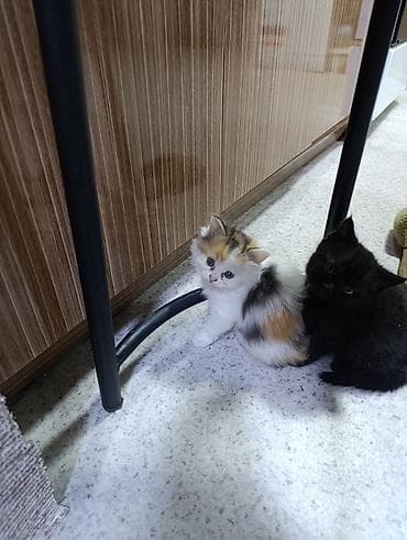 британские котята в дар: Котята- мама британская а папа сосед, пушистые комочки счастья - — 5