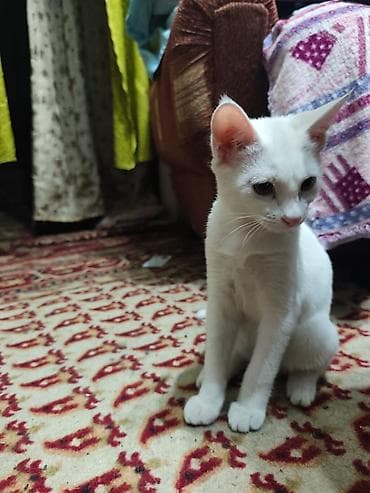 d cat: КОТЁНОК БЕЛЕНЬКИЙ ДЕВОЧКА 2,5 МЕСЯЦА. Котята домашние — 2