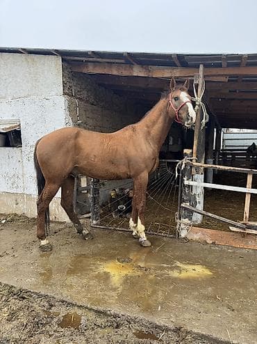 собаки тайган: Сатам | Жылкы (эркек) | Дончак | Ат спорту | Асыл тукумдуу — 5