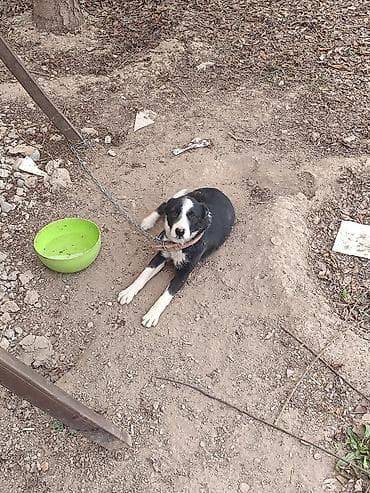 аэратор для рыбы: Найден щенок, не могу оставить у себя. Добрый, ищу ответственных — 3