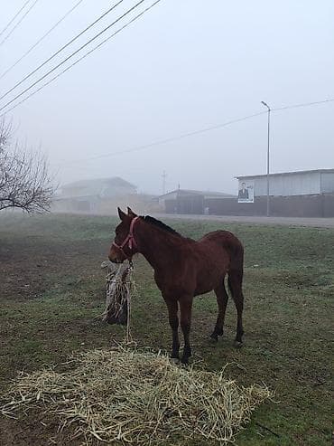 Ветеринар кызматы: Зынкыйган тайлар сатылат 1. ургаачы 1 эркек бироо з айда бир жаш бироо — 5