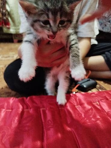 ориентал кошка: Котёнок серо-тигрового окраса с белыми лапками и грудкой. Крупные — 1