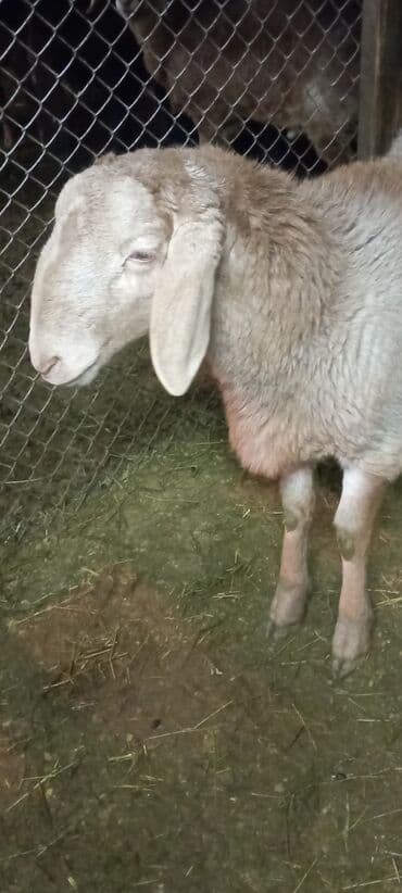 Продаю | Ягненок, Баран (самец) | Арашан | Для разведения | Племенные, Осеменитель