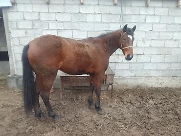 Аквариумдар: Сатам | Жылкы (эркек) — 3