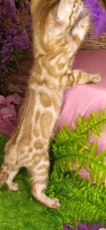 новорожденные котята: Друзья !!! питомник Бен Гла Мур с радостью предлагает новый помет. от — 19