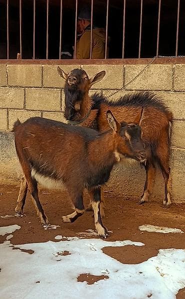 дикаративные кролики: Продаю | Козёл (самец) | Для разведения — 2