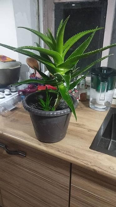 алоэ где купить: Алоэ в горшке - Вид: алоэ (суккулент) с плотными мясистыми листьями с — 1