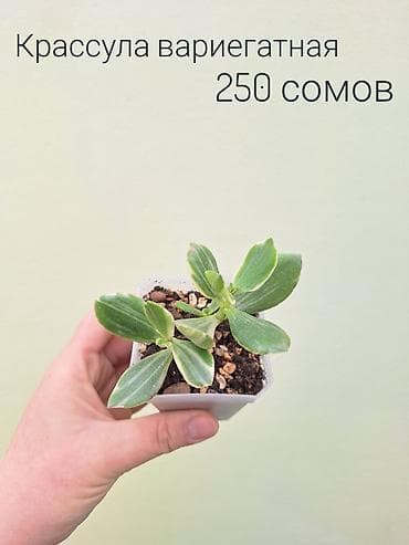 цветы комнатные оптом: • Комнатные растения (укоренённые черенки/детки/молодые — 5