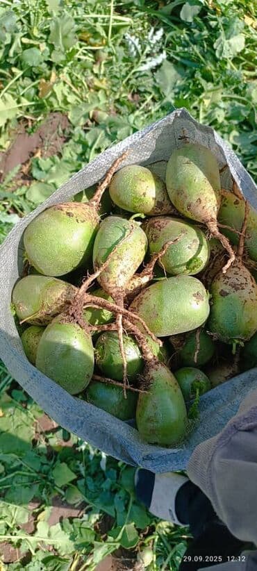 мясо индюк: Морковь Оптом — 6