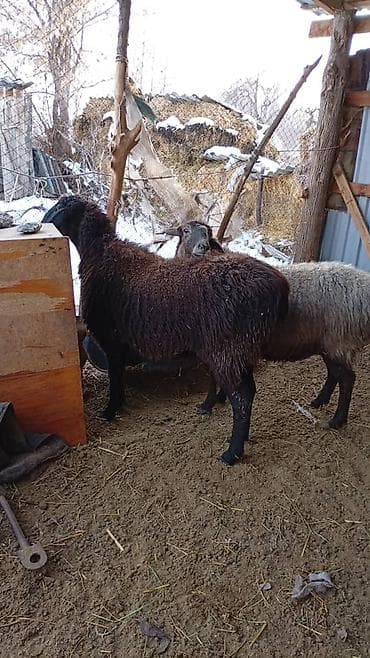 корм для барана: Продаю | Овца (самка) | Для разведения — 5