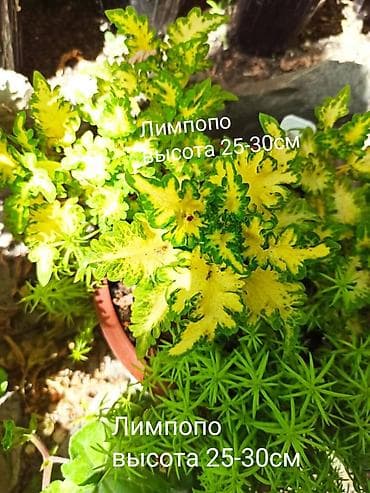 алма яблока: Открыта продажа сортовых КОЛЕУСОВ. цена за срез 100 сом.В коллекции — 5