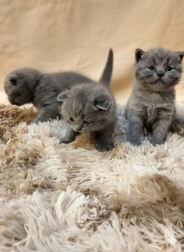 сколько стоит черепаха маленькая в бишкеке: ✨ Открыто бронирование котят голубого окраса — малышам 3 недели! — 1