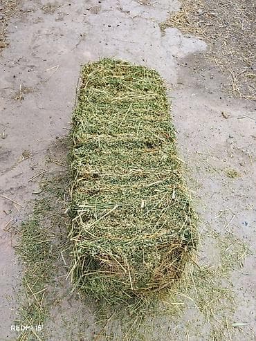 продаю кошара: Сено/люцерна в тюках. Тюки плотные Арестовал для себя — 2