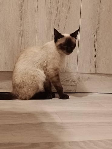 сиямские кошки: Кошка даром: Сиамская, Мальчик — 2