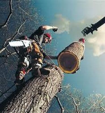 Пилю Деревья Дрова