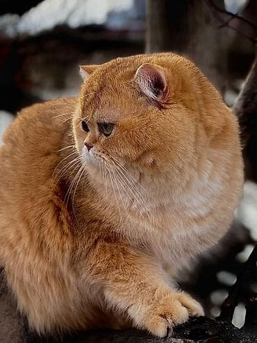 дом для животных: ✨ британские котята золотистой шиншиллы в поисках дома! ✨ наши малыши — 4