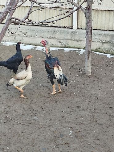 чон ат: Продаю | Куры — 3