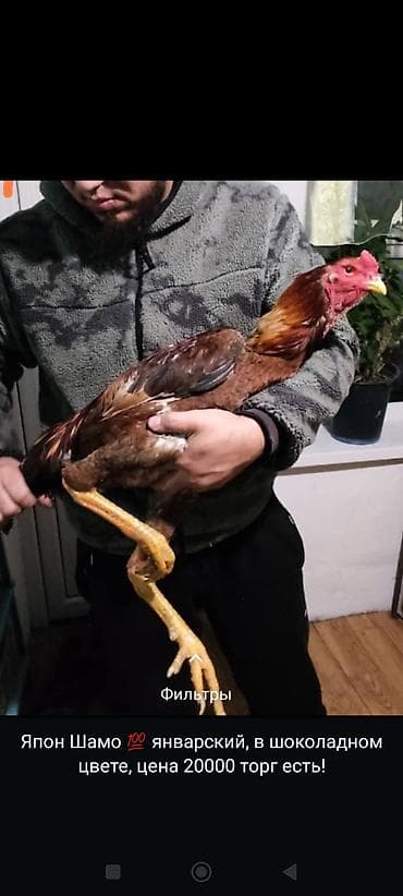 цеплята несушки: Продаю | Куры | Бойцовая | Для разведения — 4