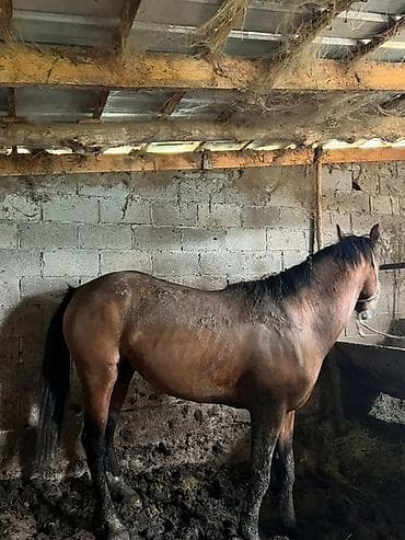 поставщики кормов для животных бишкек: Продаю | Конь (самец) | На забой, Рабочий — 2