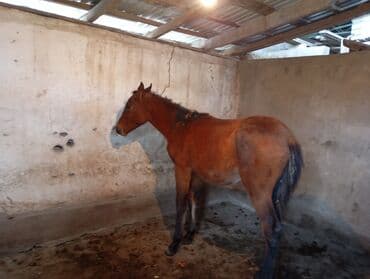 алабай цена 2022: Продаю | Жеребец | Для разведения — 3