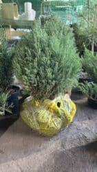 деревья продаю: Туя западная Smaragd (Thuja occidentalis ‘Smaragd’) — вечнозелёная — 9