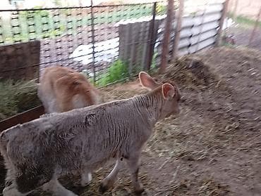 мамалак купить: Продаю | Музоо, торпок | Для молока | Искусственник — 8