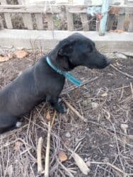 щенки ризеншнауцера в дар: Отдам даром,собаку такса с дворнягой в хорошие, добрые, руки .Дом — 2
