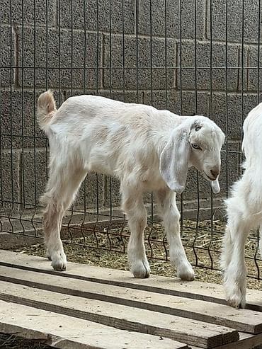 черепашьи яйца цена: Продаю козликов по 7000с.Теке улак сатылат . Отец 100% англо- нуб на — 2