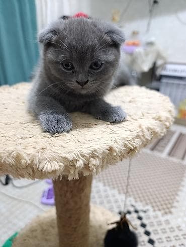 котята британский: Скотиш Страйт (Шотландская прямоухая), 1 месяц, Девочка, Голубой, Приучена к лотку — 7