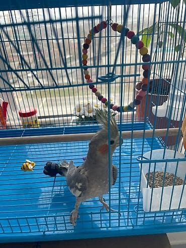 клетка птиц: Корелла (нимфа) в комплекте с клеткой и аксессуарами. Описание: - — 3