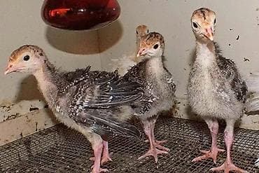 продаю курицы: Продаю | Цыплята | Бройлерная — 4