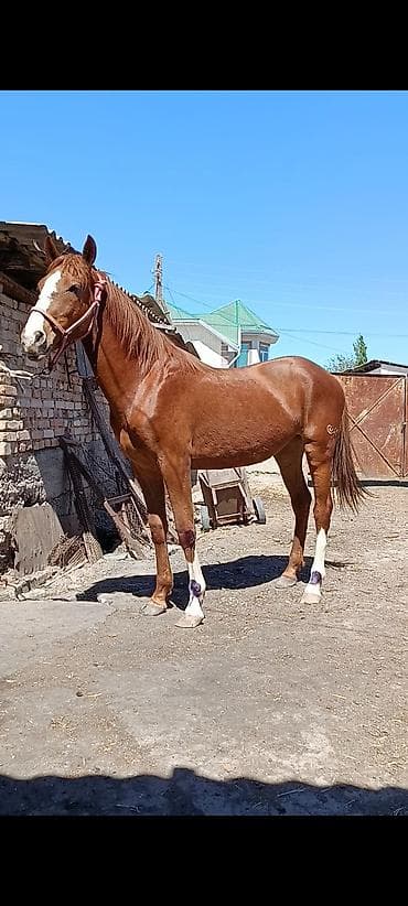 уй сатылат бишкек 2022: Сатам | Байтал | Жумушка — 8