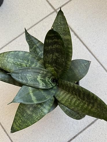 сансевьера комнатное растение: Подаем Сансевиерию (Sansevieria trifasciata) компактная розетка. Тип — 1