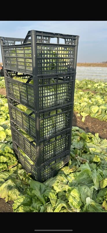 старый буфет: Пластиковый Ящик — 13