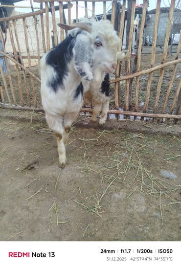 хаски фото щенки цена: Продаю | Коза (самка) | Полукровка | Для разведения — 4