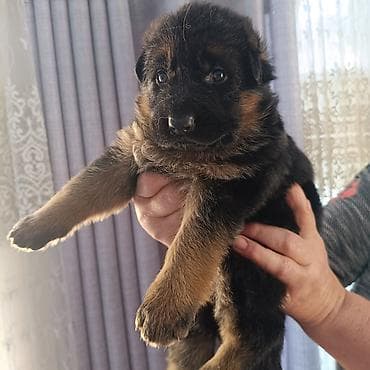 щенки восточно европейской овчарки: Немецкая овчарка, 1 месяц, Самка — 9