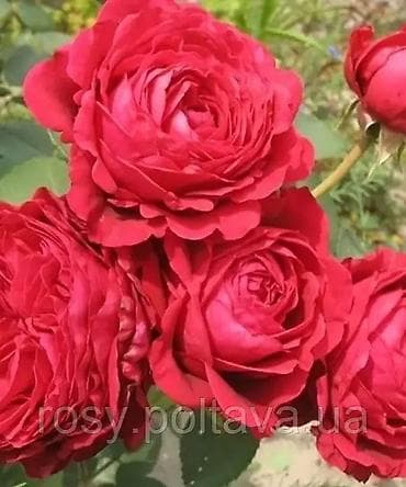 рис купить: Розы садовые (срезочные и кустовые) — набор сортов - Цвета и формы — 6