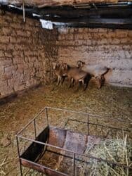 кролик декоративный: Продаю | Баран (самец) | На забой | Племенные — 4