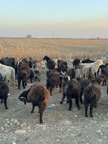куда можно отдать кошку в бишкеке: Продаю | Коза (самка), Козёл (самец), Козлёнок | Полукровка | Для разведения — 4