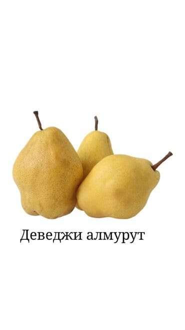 Саженцы плодовых деревьев. Алмурут көчөттөрүнө заказ алып жатабыз! 📅 at lalafo.kg Саженцы плодовых деревьев. Алмурут көчөттөрүнө заказ алып жатабыз! 📅