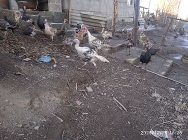 кунан байтал: Продаю | Индюшата | Полукровка | Для разведения | Племенные — 2