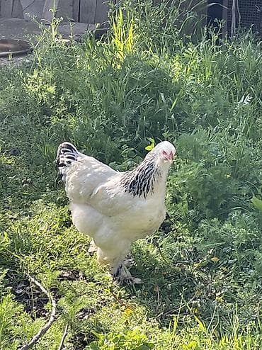 canada goose: Продаю | Куры | Брама | Для разведения — 3