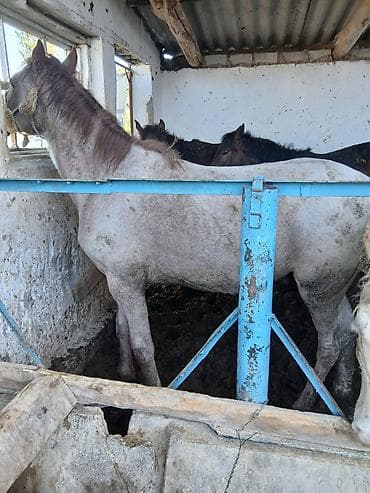 жеребая: Продаю | Жеребец | На забой — 3