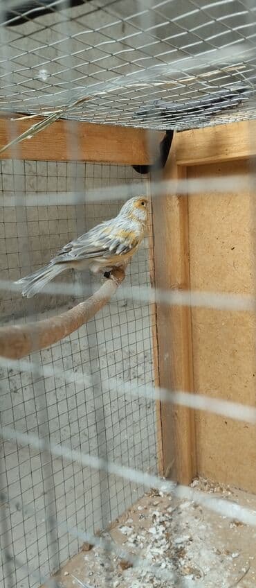 корм витакрафт для волнистых попугаев: Канарейка в клетке - Певчая канарейка светлого окраса — 1