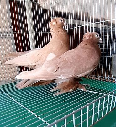 кучинские цыплята: Жёлтые чубатые пара 2000 сом — 1