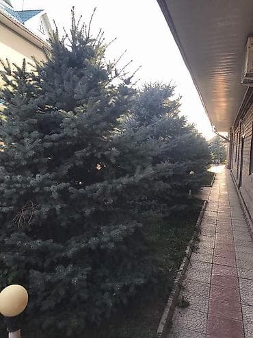 саженцы дуба: ️️️извиняюсь заранее если не по теме ️️️ продаём голубые ели разных — 3