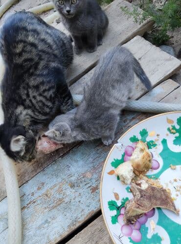 новорожденные котята: Беспородная, 3 месяца, Девочка — 4