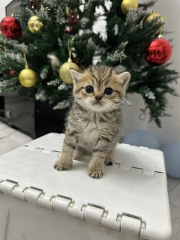 Шотландские котята от красивой пары. Предлагаем для бронирования