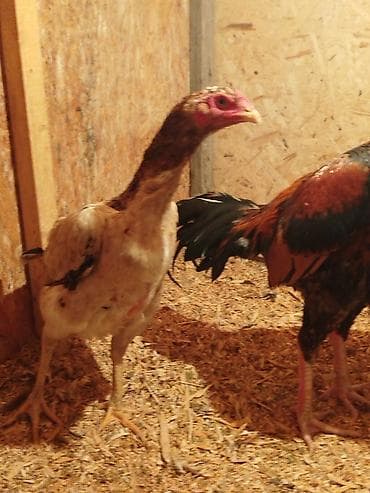 сойушка улак: Сатам | Тооктор — 3